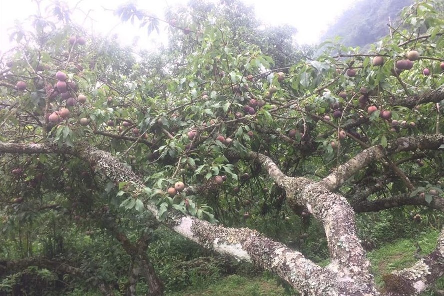 Mùa mận chín nơi 'cổng trời' xứ Nghệ